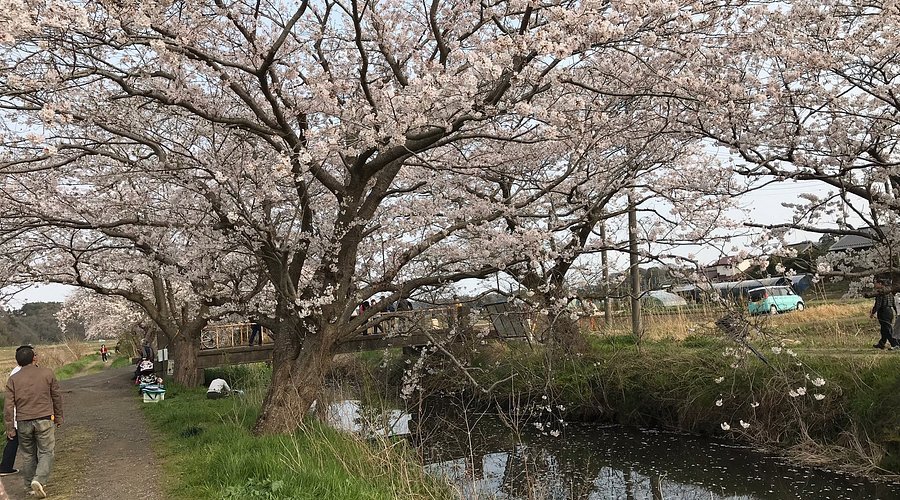 🌸 이마이 벚나무(이마이노사쿠라) 이미지 1